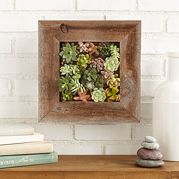 Succulent Living Wall Planter Kit