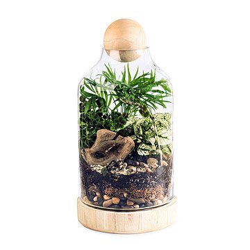 The Lucky Gardener DIY Terrarium Kit