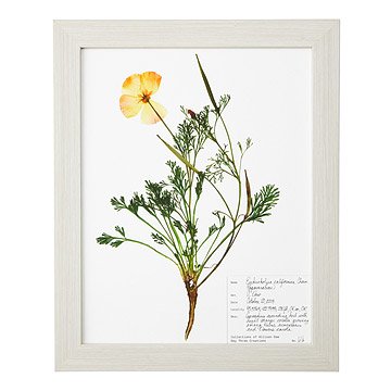 Poppy Pressed Botanical Print