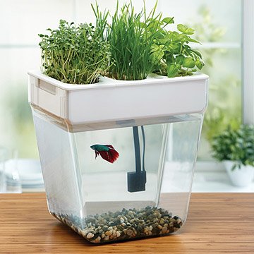 Water Garden Deluxe