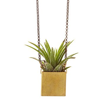 Live Succulent Plant Necklace