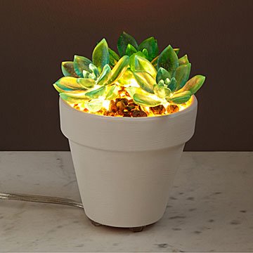 Let It Glow Succulent Lamp