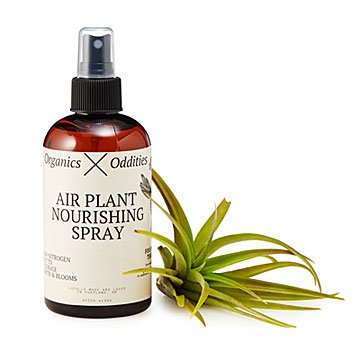 Nourishing Air Plant Spray